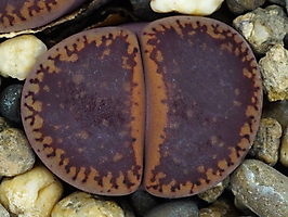 Lithops aucampiae 'Rudesheim Ruby'