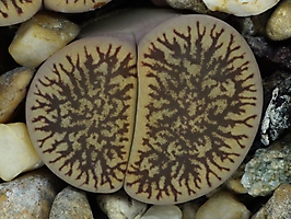 Lithops aucampiae ssp. euniceae v. fluminalis C 054