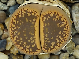 Lithops aucampiae 'Storms’s Snowcap' C 392