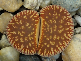 Lithops aucampiae v. euniceae C 048