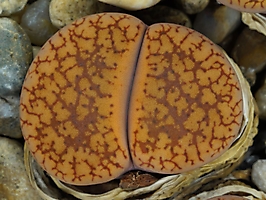 Lithops aucampiae v. koelemanii C 016