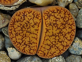 Lithops aucampiae v. koelemanii C 256