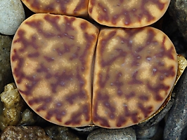 Lithops bromfieldii C 040