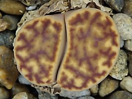 Lithops bromfieldii C 041