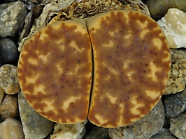 Lithops bromfieldii C 279
