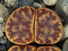 Lithops bromfieldii C 348