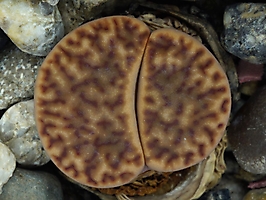 Lithops bromfieldii C 368
