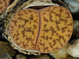 Lithops bromfieldii v. glaudinae C 116