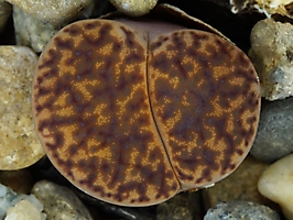 Lithops bromfieldii v. glaudinae C 393