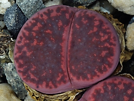 Lithops bromfieldii v. glaudinae 'rubroroseus'