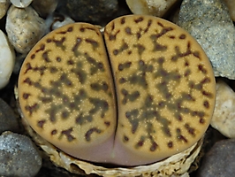 Lithops bromfieldii v. insularis C 042