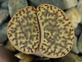 Lithops bromfieldii v. insularis C 043