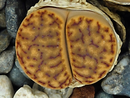 Lithops bromfieldii v. insularis Soverby