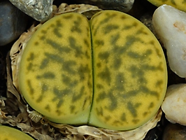 Lithops bromfieldii v. insularis 'Sulphurea' C 362