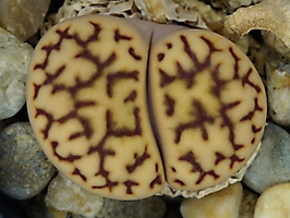 Lithops bromfieldii v. mennellii C 044