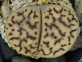 Lithops bromfieldii v. mennellii C 283