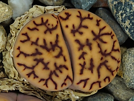 Lithops bromfieldii v. mennellii GM 463