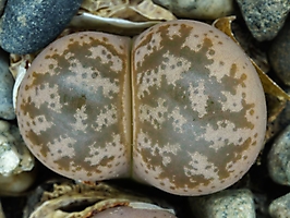 Lithops coleorum C 396
