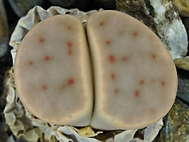 Lithops dinteri C 206