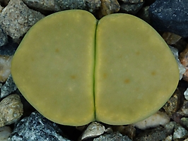 Lithops dinteri 'Dintergreen' C 206a