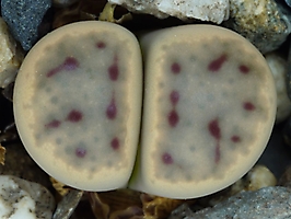 Lithops dinteri ssp. frederici C 180