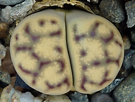 Lithops dinteri ssp. multipunctata C 181