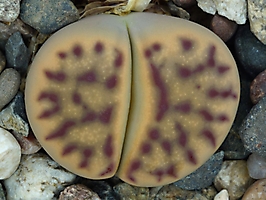 Lithops dinteri ssp. multipunctata C 326