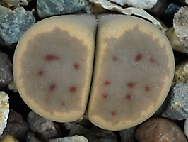 Lithops dinteri v. brevis C 084