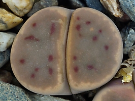 Lithops dinteri v. brevis C 268