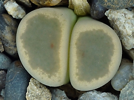 Lithops dinteri v. brevis SB 1991
