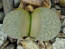 Lithops divergens v. amethystina SH 1323