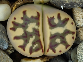 Lithops dorotheae C 124