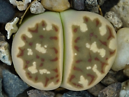 Lithops dorotheae C 300