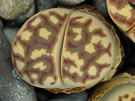 Lithops dorotheae F 357