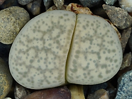 Lithops francisci C 140