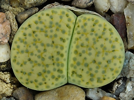 Lithops fulviceps 'Aurea' C 363