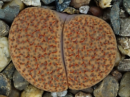 Lithops fulviceps C 170