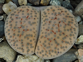 Lithops fulviceps C 219