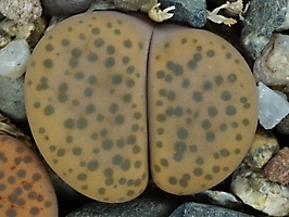 Lithops fulviceps C 220