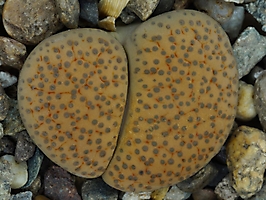 Lithops fulviceps C 284