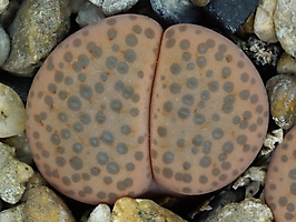 Lithops fulviceps C 390