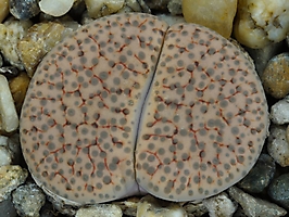 Lithops fulviceps v. lactinea C 222