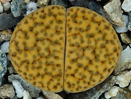 Lithops fulviceps v. laevigata C 412