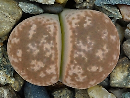 Lithops gesinae C 207