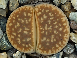 Lithops gesinae v. annae C 078