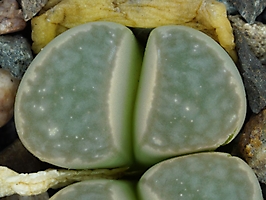 Lithops geyeri C 232