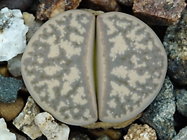Lithops geyeri C 233