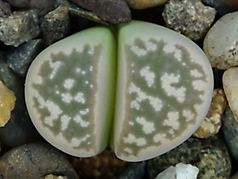 Lithops geyeri C 274