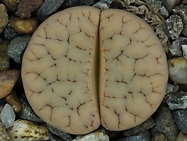 Lithops gracilidelineata C 262
