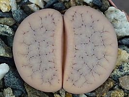 Lithops gracilidelineata C 309